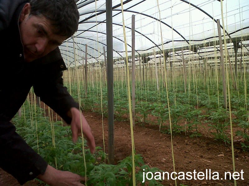 Verdures ecològiques Joan Castellà > <b>EL HUERTO</b> > Ya estamos enramando las tomateras