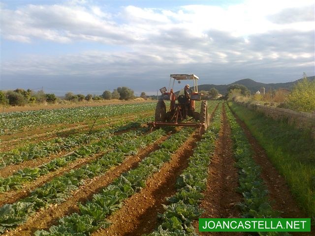 Verdures ecològiques Joan Castellà > <b>EL HUERTO</b> > Cuidando las coles