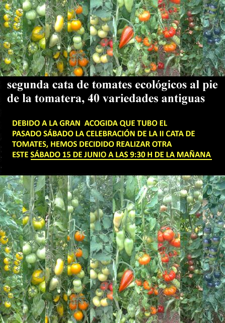 Verdures ecolgiques Joan Castell > <b>NOTICIAS</b> > 2 CATA DE TOMATES ECOLGICOS AL PIE DE LA TOMATERA