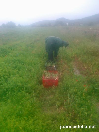 Joan Castellà Organic vegetables > <b>WHAT’S HAPPENING NOW?</b> > Farm work does not stop even if it rains