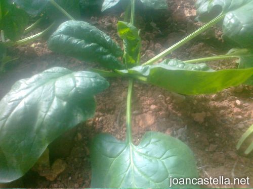 Verdures ecològiques Joan Castellà > <b>EL HUERTO</b> > Nuestra plantación de espinacas
