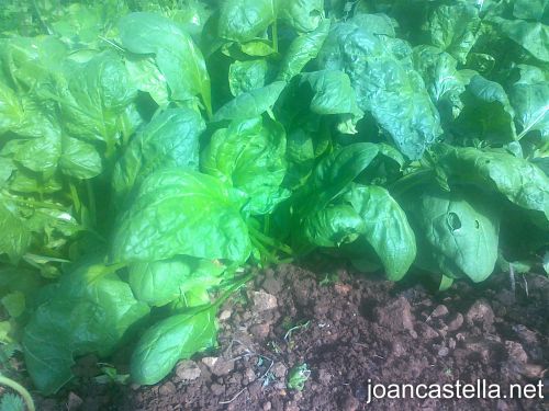 Verdures ecològiques Joan Castellà > <b>EL HUERTO</b> > Nuestra plantación de espinacas